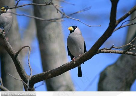 站在枝头的小鸟