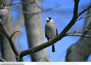 站在枝头的小鸟