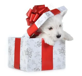 礼物盒趴着的宠物狗图片