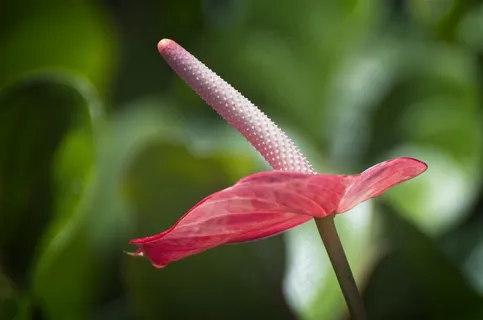 红掌花壁纸摄影图片 红掌花壁纸摄影图片