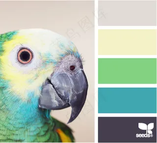 家禽鸟类配色色卡色彩搭配