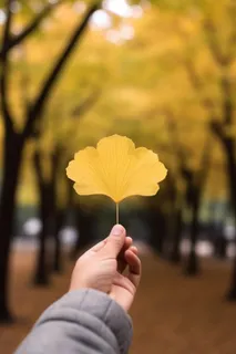 手拿着一片黄叶子秋天背景