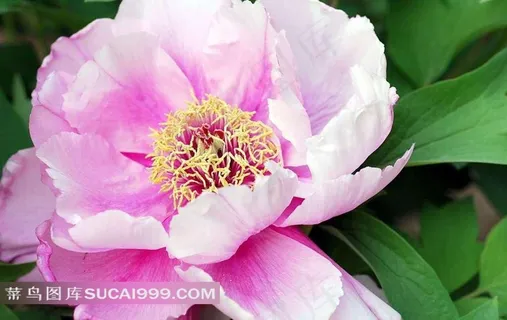 牡丹花特写摄影素材