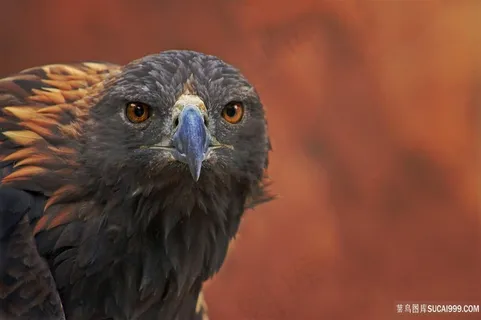 样子很搞笑的老鹰鸟图片 样子很搞笑的老鹰鸟图片