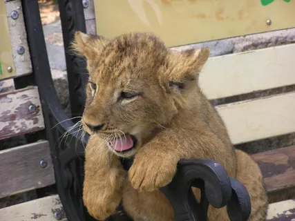 狮子动物园动物森林野生设计素材