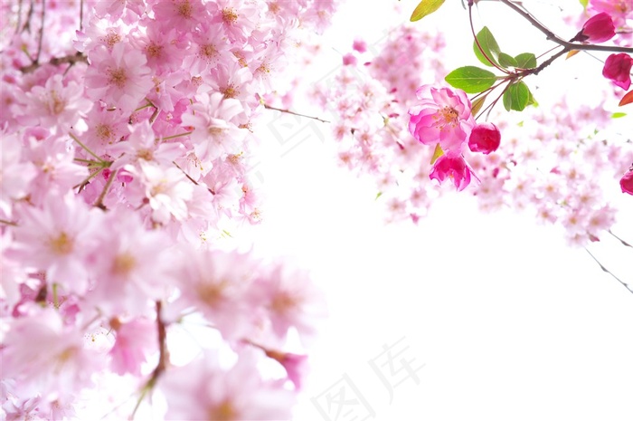 梦幻樱花摄影高清图片