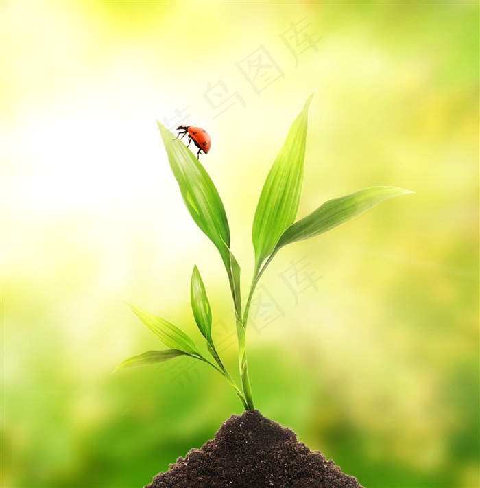 生长的植物和瓢虫高清图片