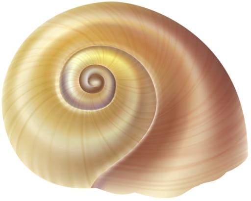 贝壳 PNG免抠(600x481)