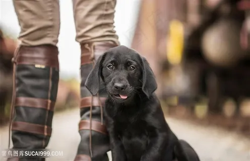 高清蹲坐在男人腿边的拉布拉多狗狗图片