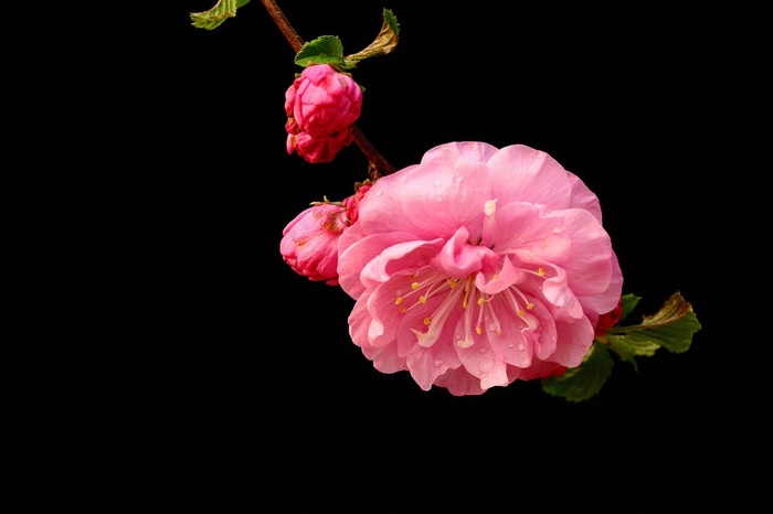 唯美花朵梅花