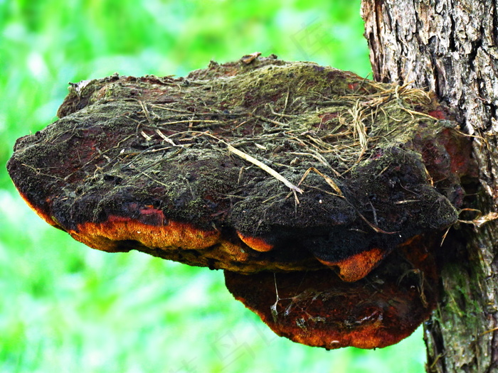野生菌菇类图片
