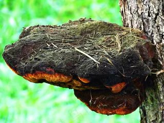 野生菌菇类图片