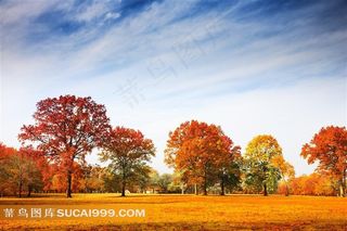 红枫林自然景观