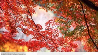 兰州兴隆山秋色-红枫叶