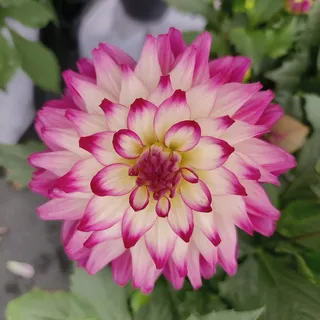 花卉绿植园艺大丽花紫白双色6