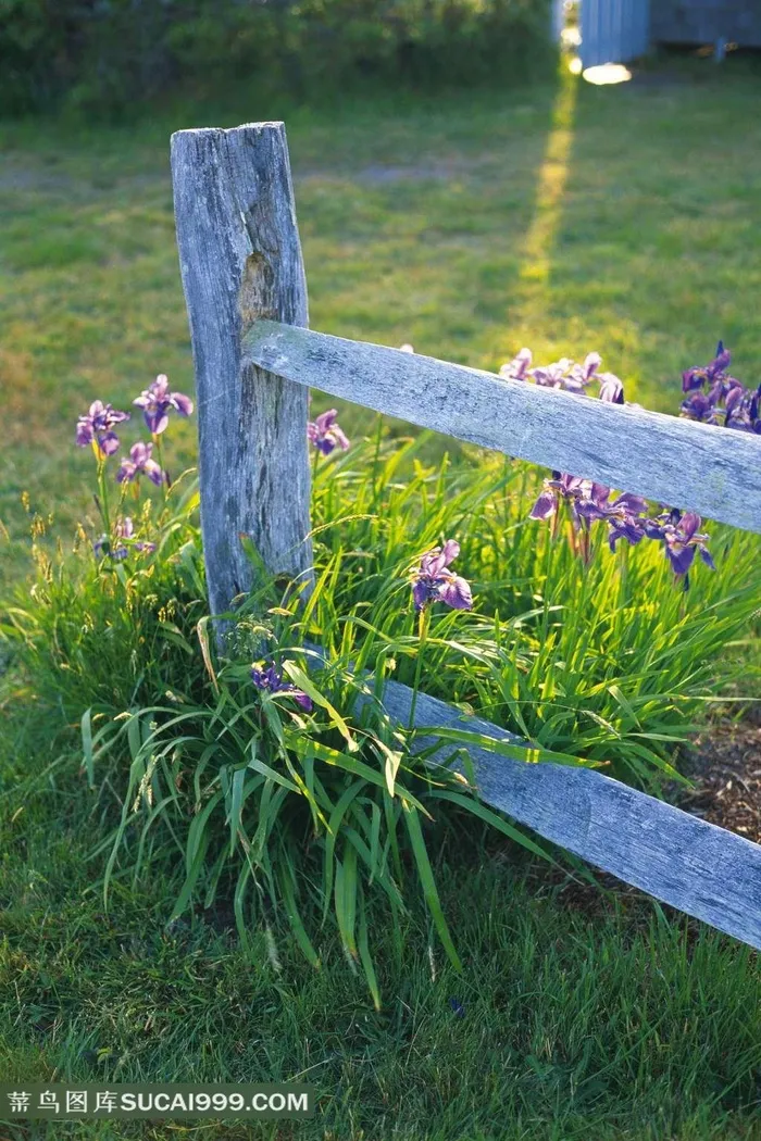 围栏和围栏旁的紫色鲜花