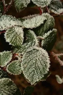 霜, 树叶, 冻结, 寒冷的,冷的 冰晶 磨砂的叶子 霜, 树叶, 冻结, 寒冷的,冷的 冰晶 磨砂的叶子