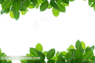 绿色叶子系列 - 清新美丽的绿色叶子版面