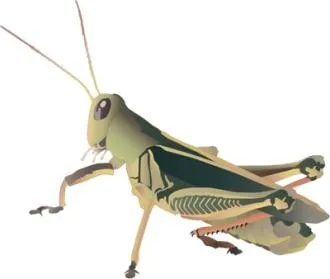 蚱蜢 PNG免抠(330x279)