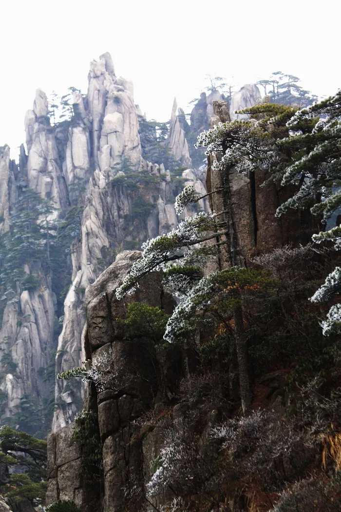 安徽黄山奇松风景图片-第7张