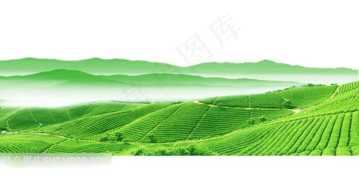 绿色茶园风光素材