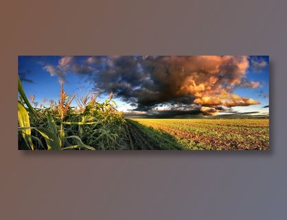 麦田风景图片下载