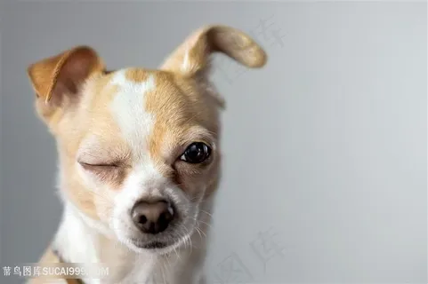 可爱宠物狗高清狗狗图片 可爱宠物狗高清狗狗图片