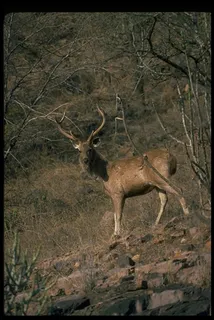 爬行动物 342 爬行动物 342