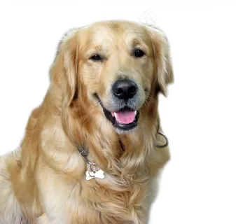 纯种金毛犬图片 纯种金毛犬图片