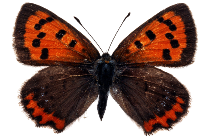 蝴蝶 彩蝶 花蝴蝶 动物 昆虫 免抠