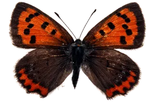 蝴蝶 彩蝶 花蝴蝶 动物 昆虫 免抠