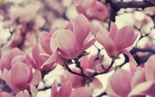 玉兰花图片 玉兰花图片