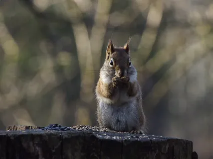 松鼠可爱动物园动物设计素材森林野生