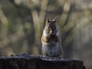 松鼠可爱动物园动物设计素材森林野生