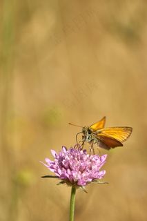 春天蝴蝶采花图片
