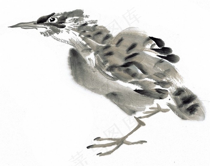 画鸟高清摄影图片