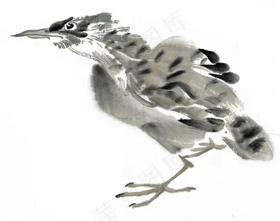 画鸟高清摄影图片 画鸟高清摄影图片
