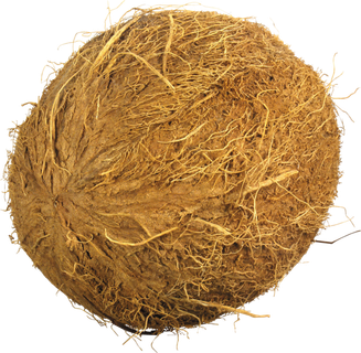 椰子免抠素材 (17)