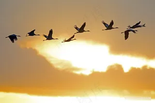 夕阳下结伴飞行的大雁摄影图