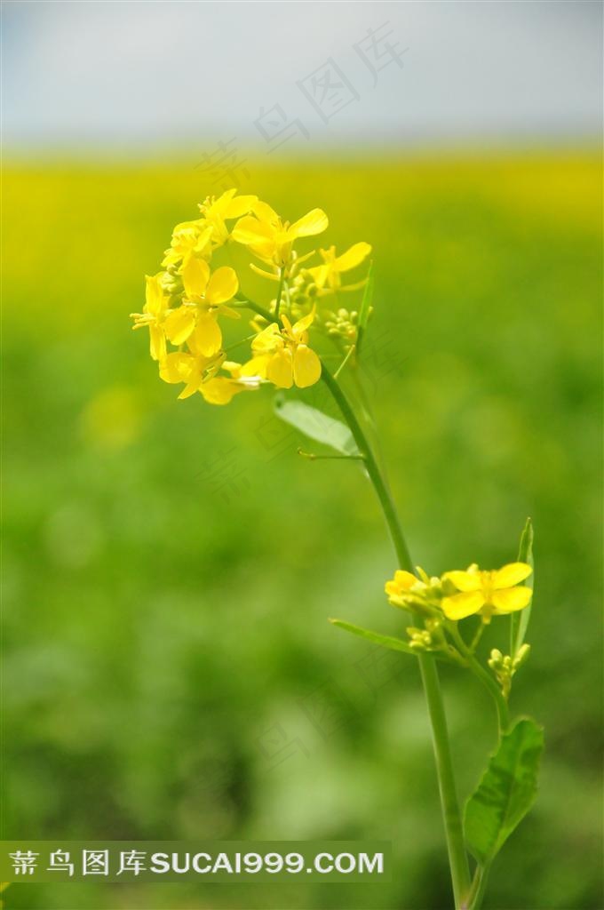 油菜花高清图