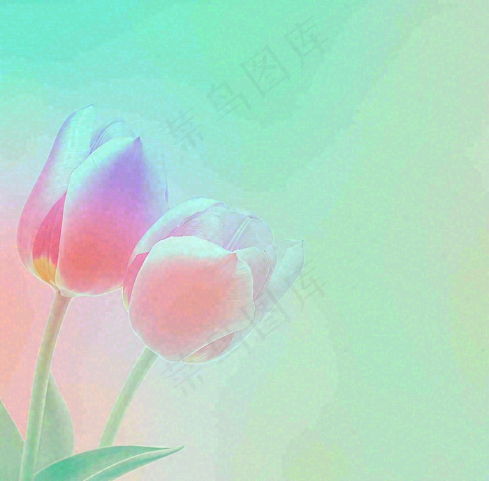 彩色简约鲜花花束郁金香渐变花朵