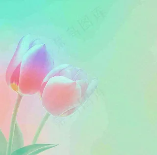 彩色简约鲜花花束郁金香渐变花朵