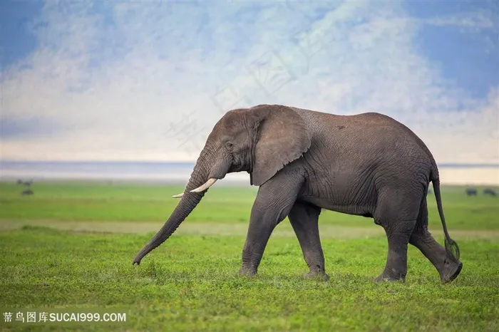 野生动物草地蓝天与泰国大象图片