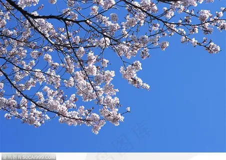 四季花木-蓝天下美丽的梨花