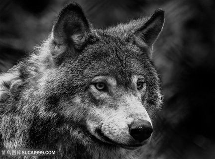 狼头图片黑白照片