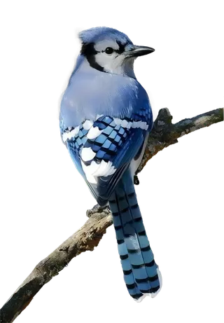 鸟类冠蓝鸦免抠图