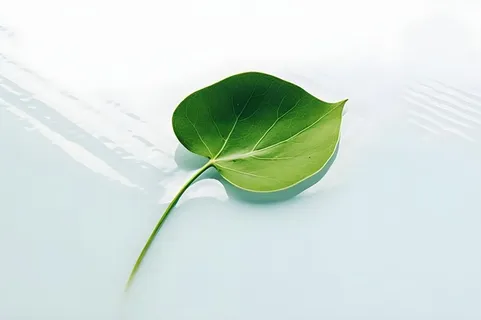 白底绿叶简约清新背景