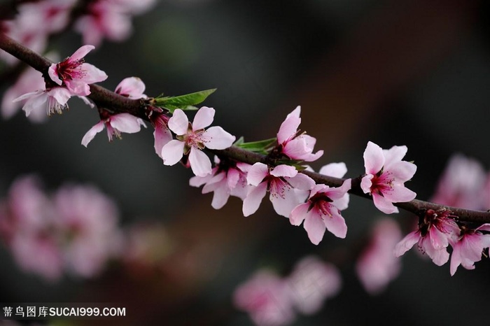 高清唯美一枝桃花鲜花图片