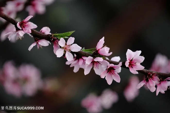 高清唯美一枝桃花鲜花图片