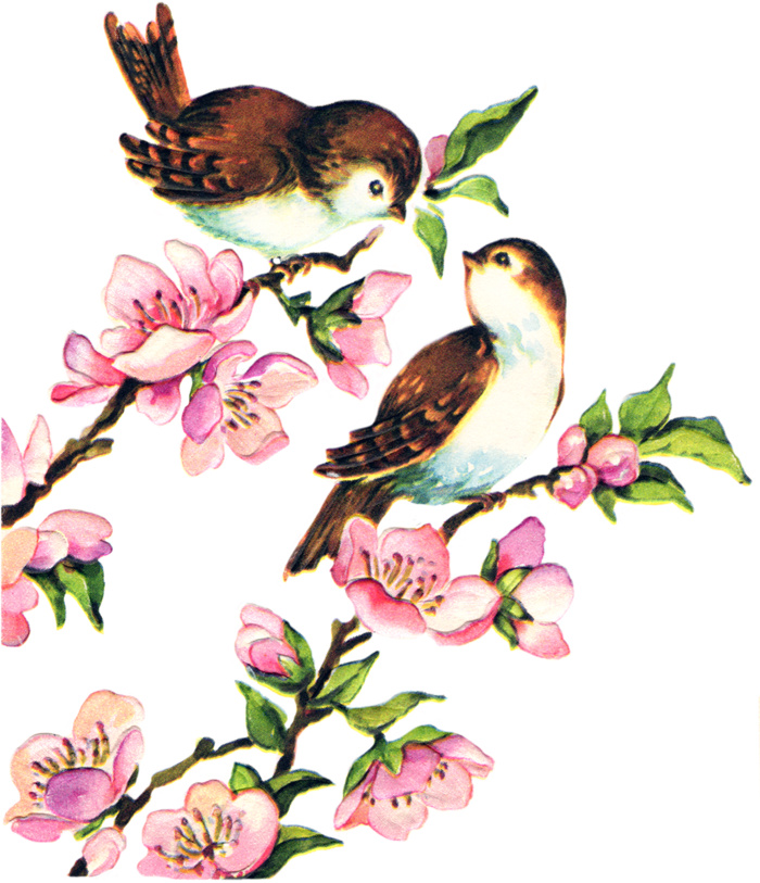 枝丫春季花朵素材谷雨